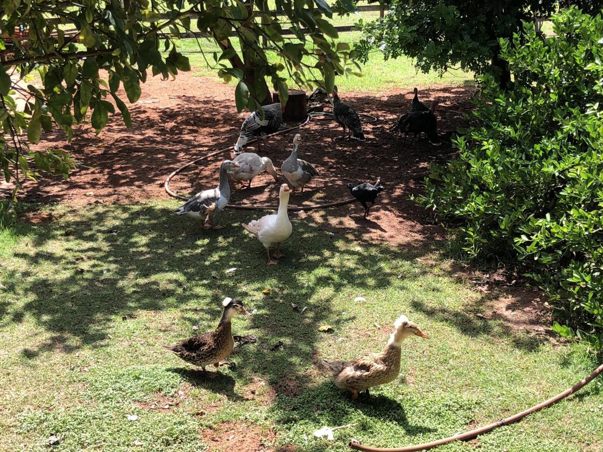 Hotel Fazenda Recanto Do Sossego Vila Glória 外观 照片